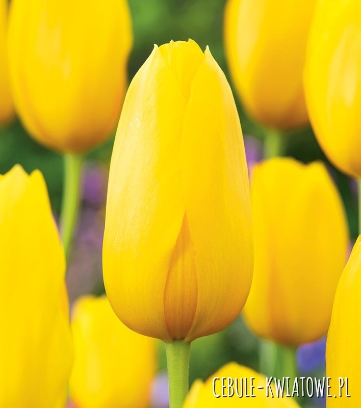 Tulipan Gigantyczny Muscadet 5 szt.