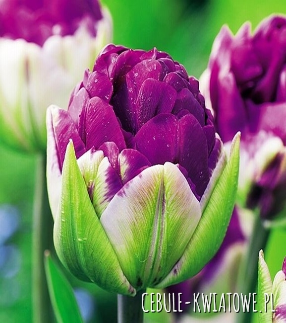 Tulipan Lodowy Pop Up Purple 1 szt.