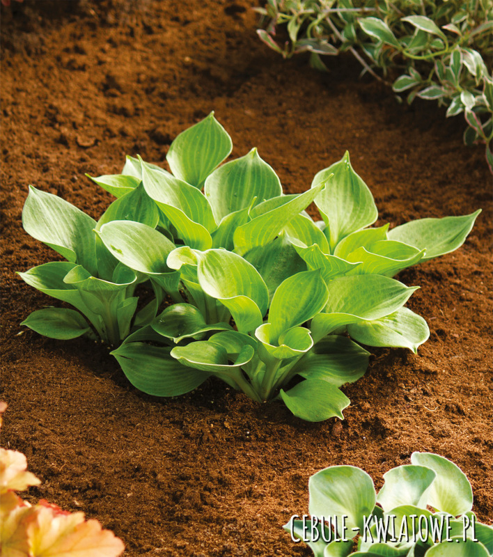 Hosta - Funkia Monster Ears 1 szt. w doniczce