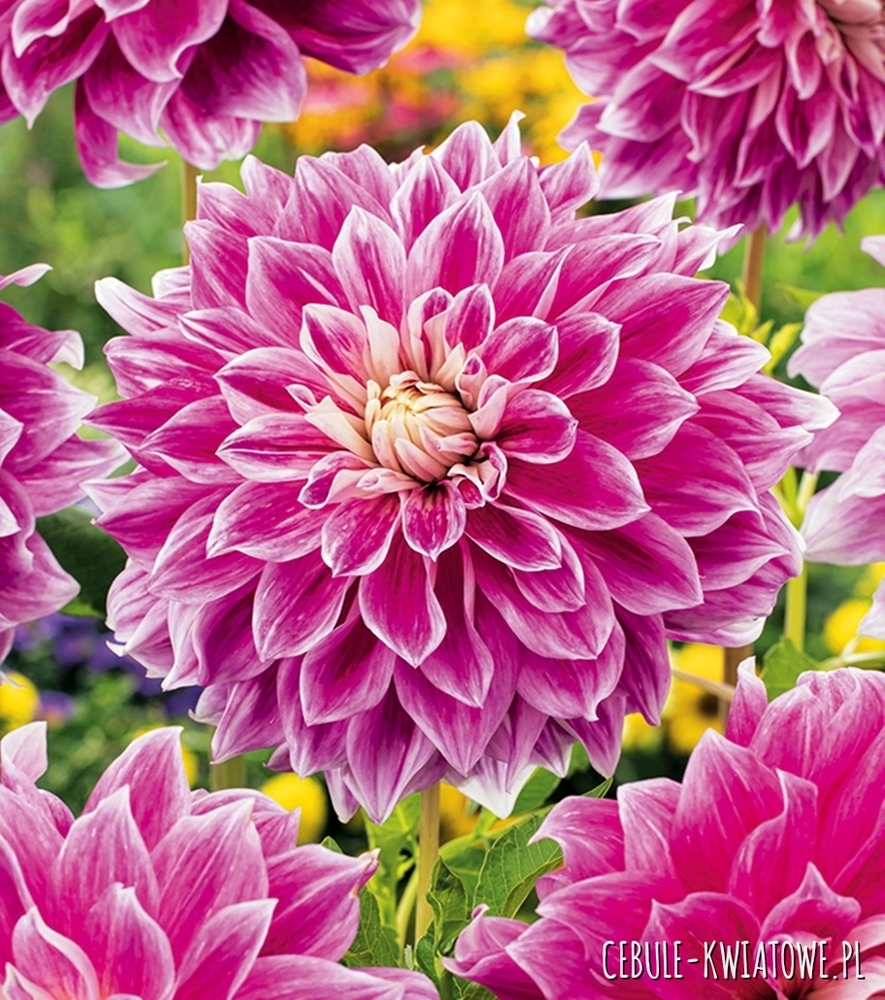 Dalia Talerzowa Purple Explosion szt.