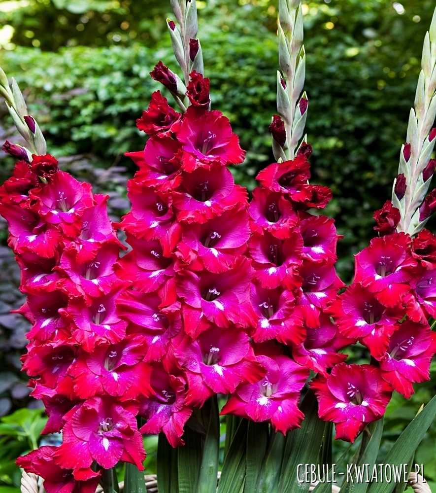 Gladiolus - Mieczyk San Siro 5 szt.
