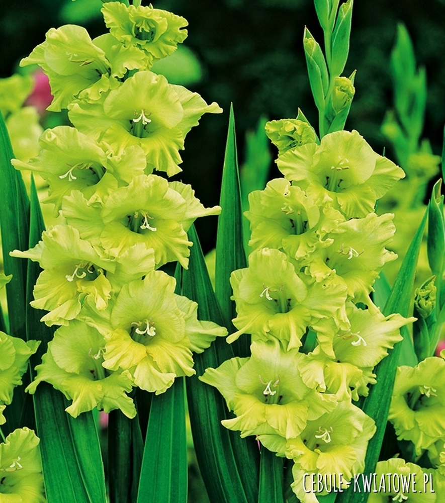 Gladiolus - Mieczyk Bowie 5 szt.