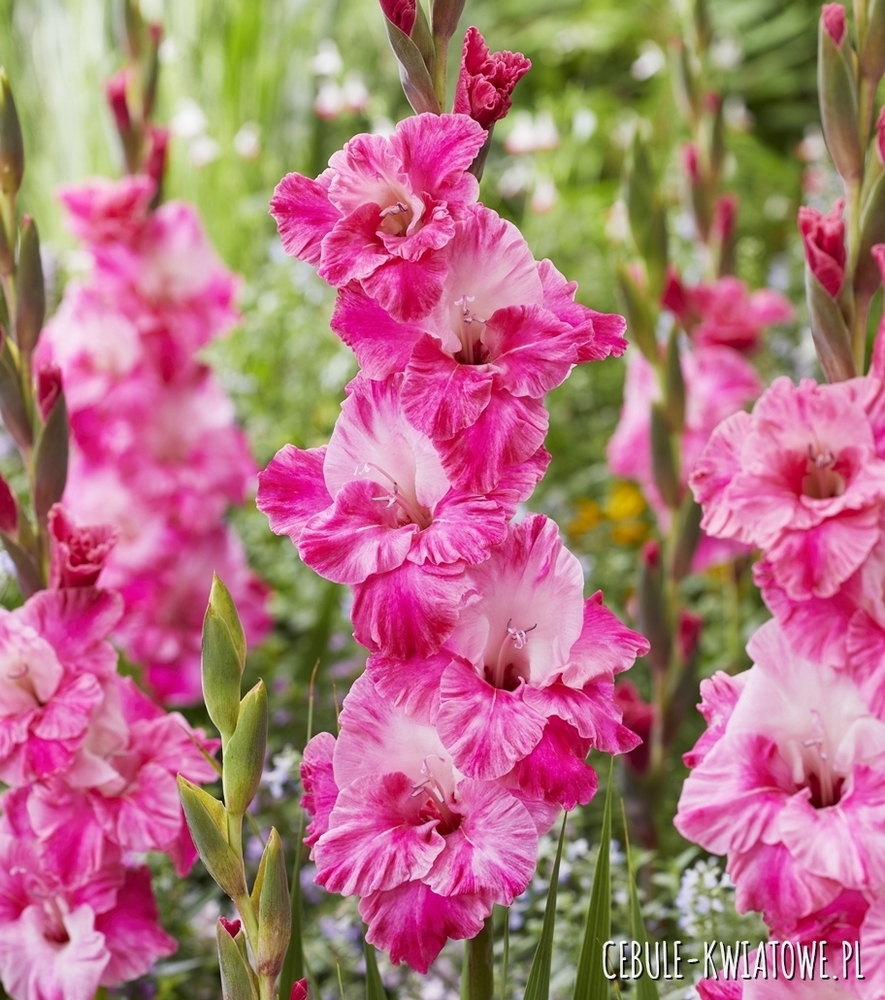 Gladiolus - Mieczyk Hugo 5 szt.
