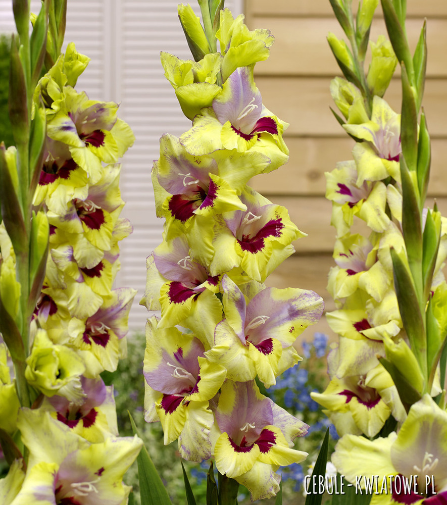 Gladiolus - Mieczyk Oracle 5 szt.