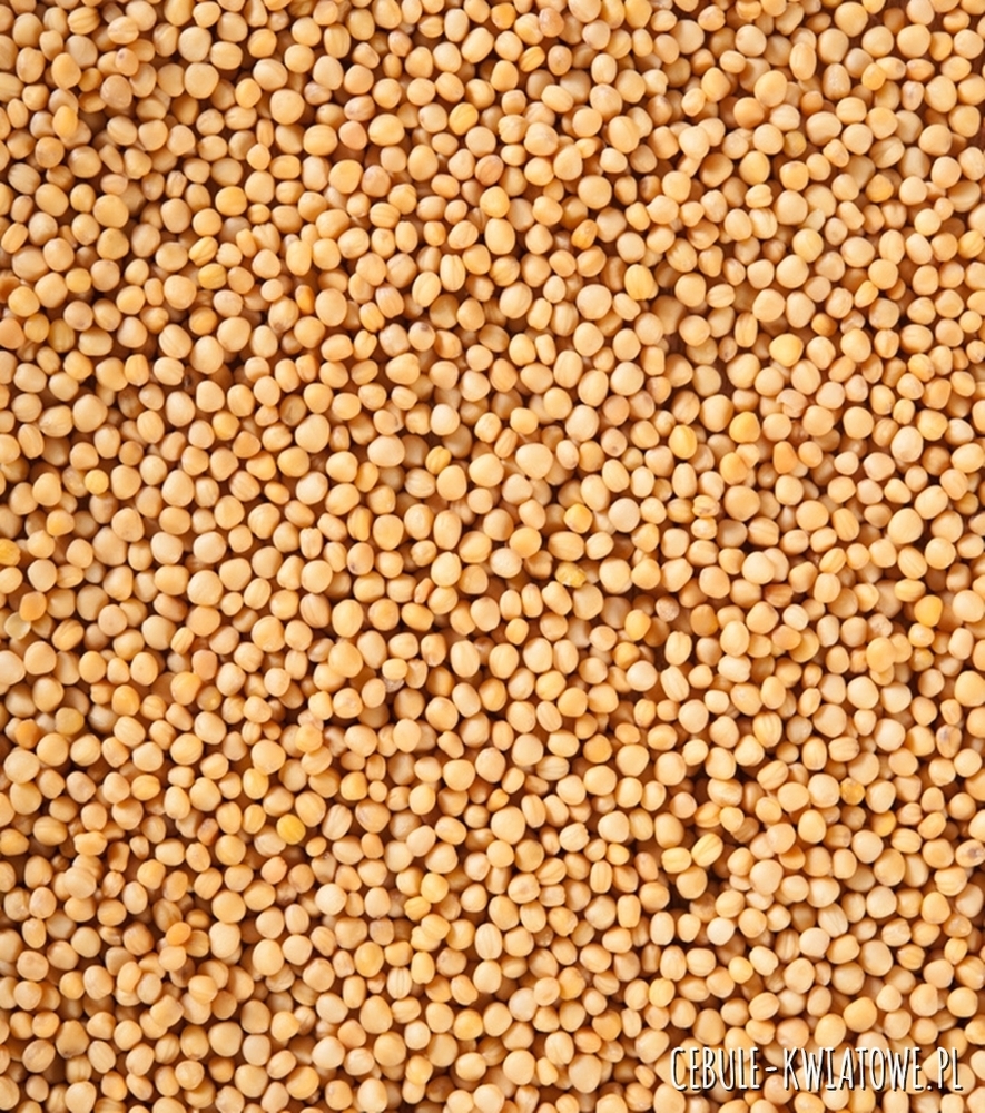 Gorczyca Sarepska 1000g