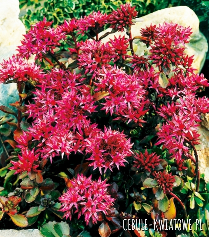 Sedum Spurium Rozchodnik Kaukaski 1 szt.