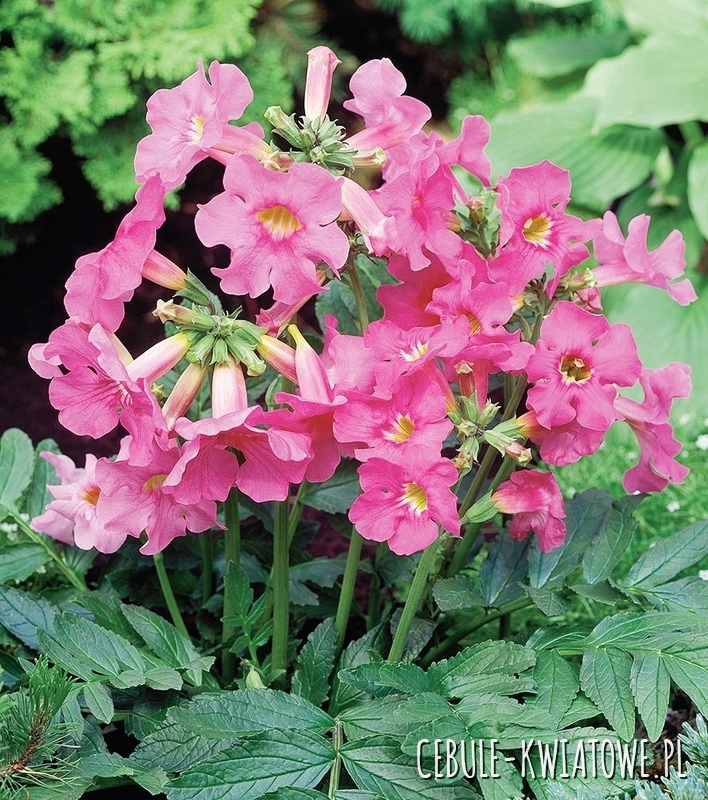 Incarvillea Inkarwilla Różowa 1 szt.