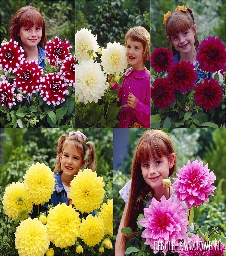 Zestaw Dalia Talerzowa 1