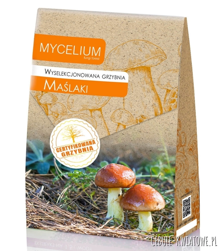 Grzybnia Maślaki 120ml