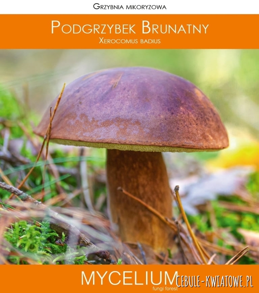 Grzybnia mikoryzowa Podgrzybek brunatny 60ml Cebulekwiatowe.pl