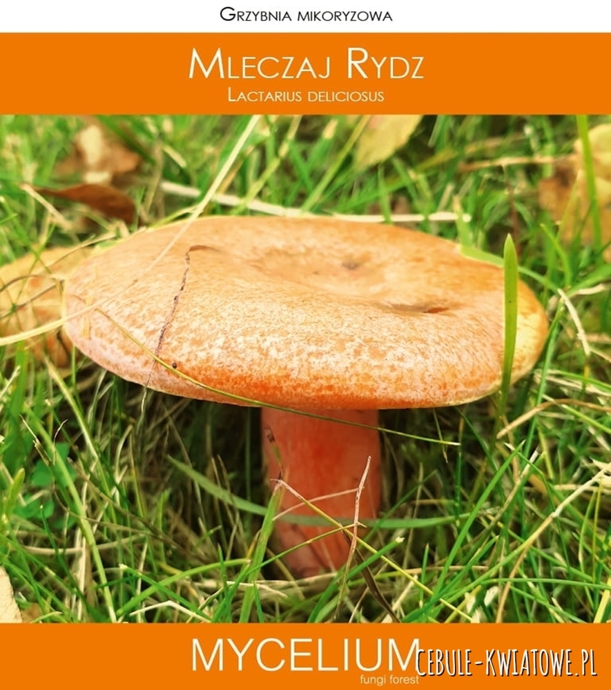 Grzybnia mikoryzowa Mleczaj rydz 60ml