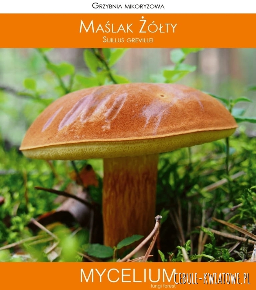 Grzybnia mikoryzowa Maślak żółty 60ml