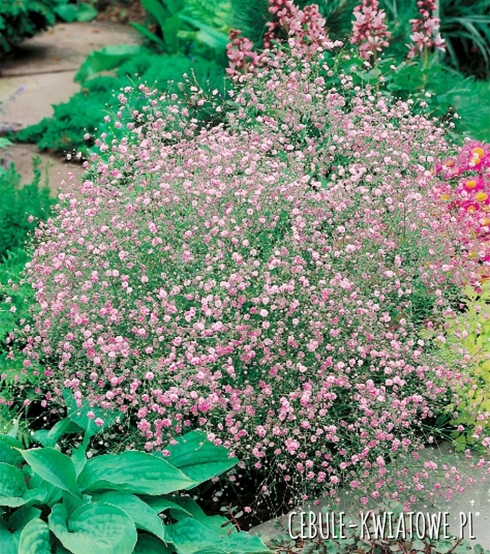 Gypsophila Gipsówka Różowa 1 szt.