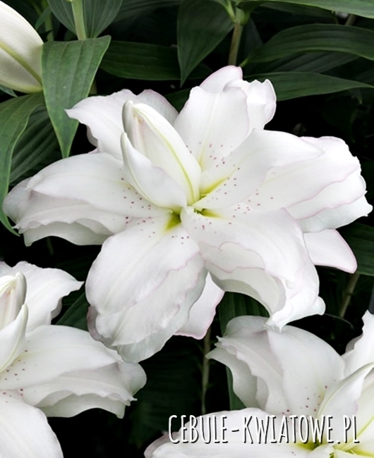 Lilia Orientalna Lotus Beauty 1 szt.