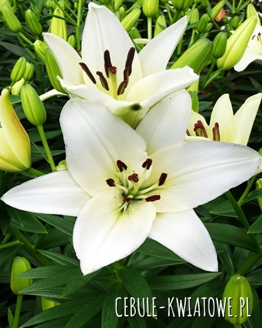 Lilia Azjatycka Snowdon 1 szt. - Cebule-kwiatowe.pl