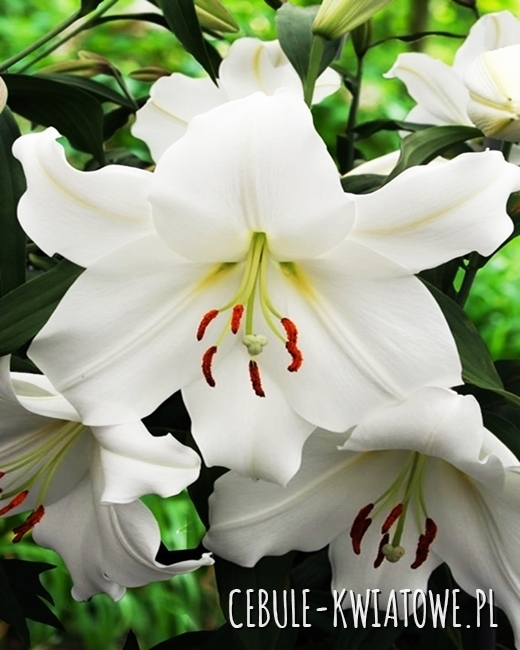 Lilia Orientalna Siberia 1 szt.