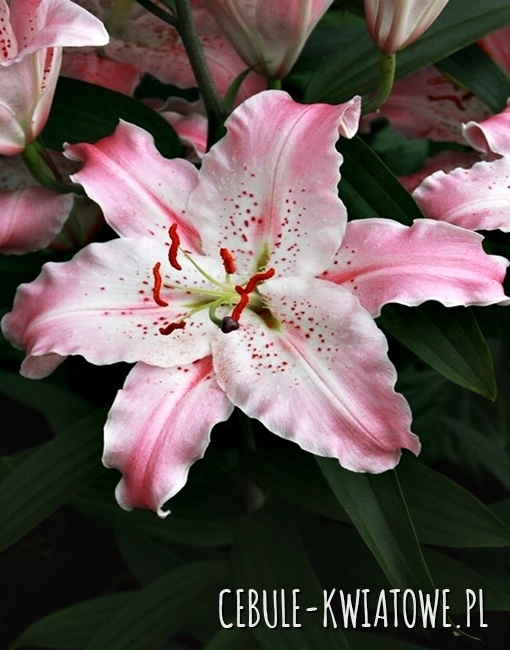 Lilia Orientalna Virtuoso 1 szt.