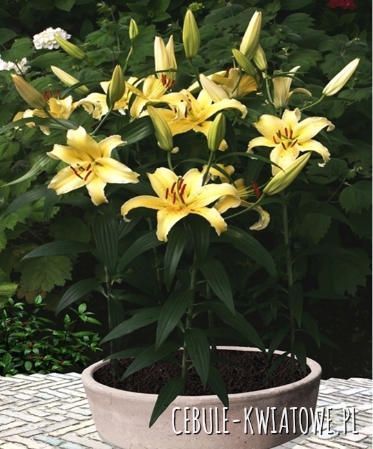 Lilia Orientalna Niska Gold Fever 1 szt.
