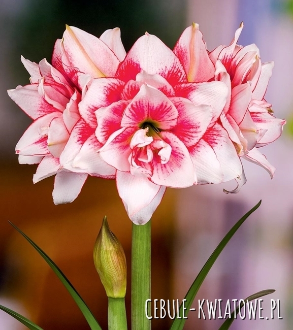 Hippeastrum - Amarylis Pełny Elvas 1 szt.