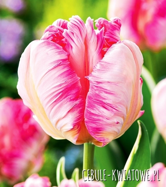Tulipan Papuzi Silver Parrot 5 szt.