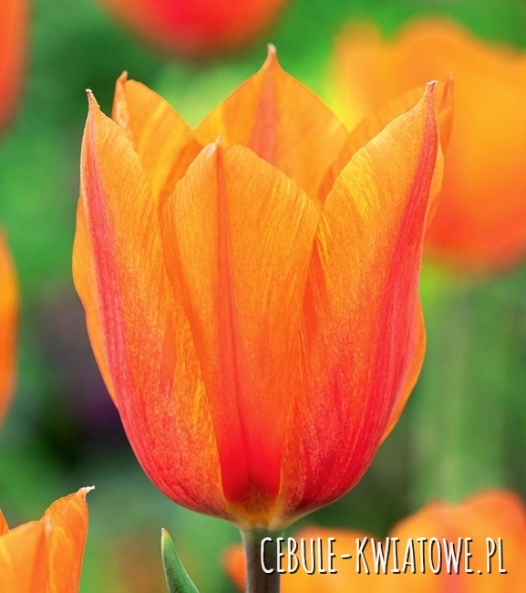 Tulipan Triumph El Nino 5 szt.
