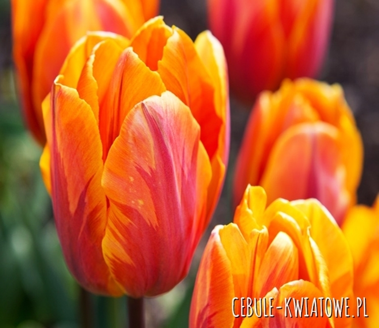 Tulipan Triumph Tasmanie 5 szt.