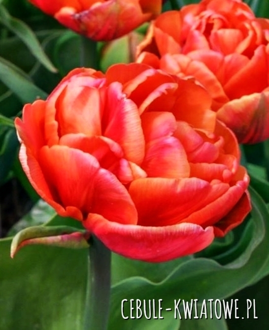 Tulipan Pełny Queensbury 5 szt.