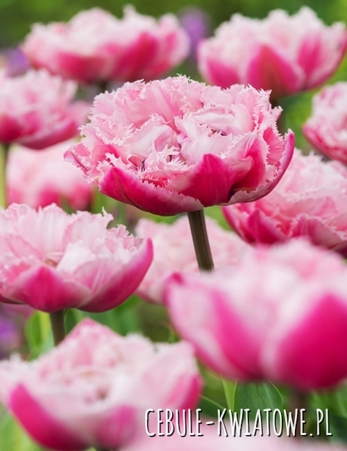 Tulipan Strzępiasty Sugar Crystal 5 szt.
