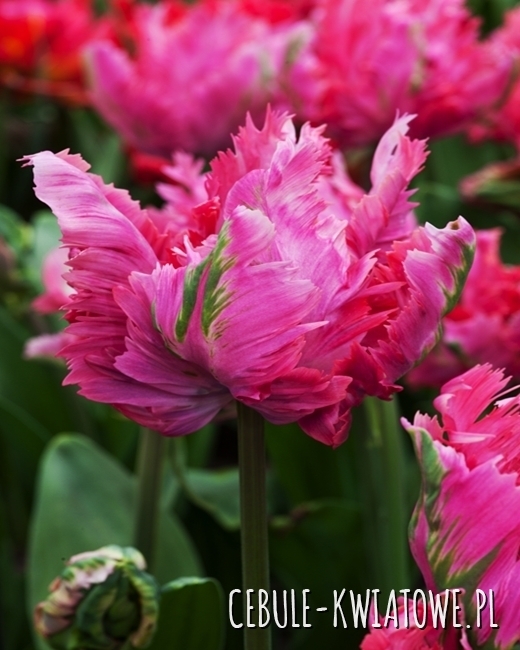 Tulipan Papuzi Power Parrot 5 szt.