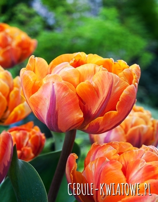 Tulipan Pełny Orange Crush 5 szt.