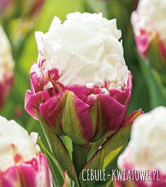 Tulipan Lodowy Ice Cream 5 szt.