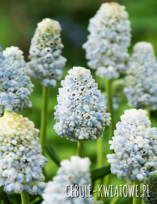 Muscari - Szafirek Nature's Beauty 10 szt.