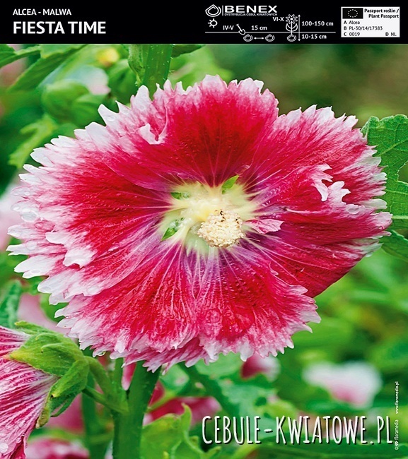 Alcea Malwa Fiesta Time 1 szt.