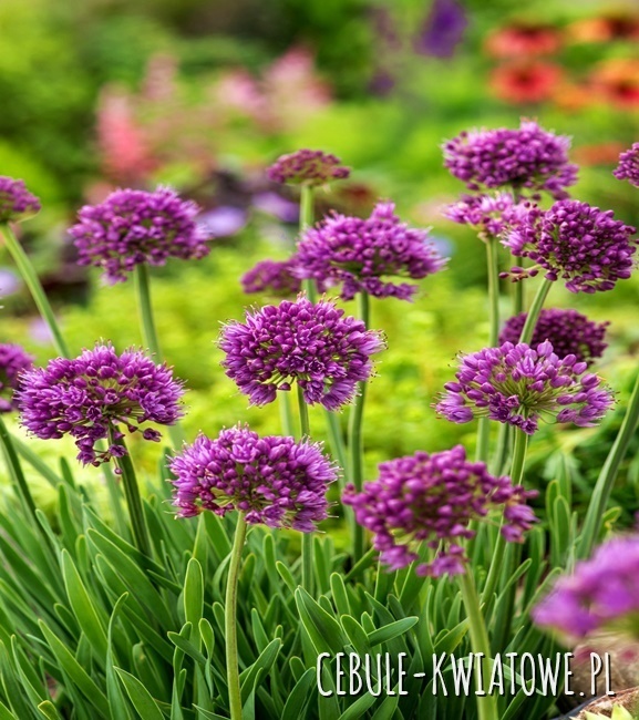Allium Czosnek Senescens 1 szt.