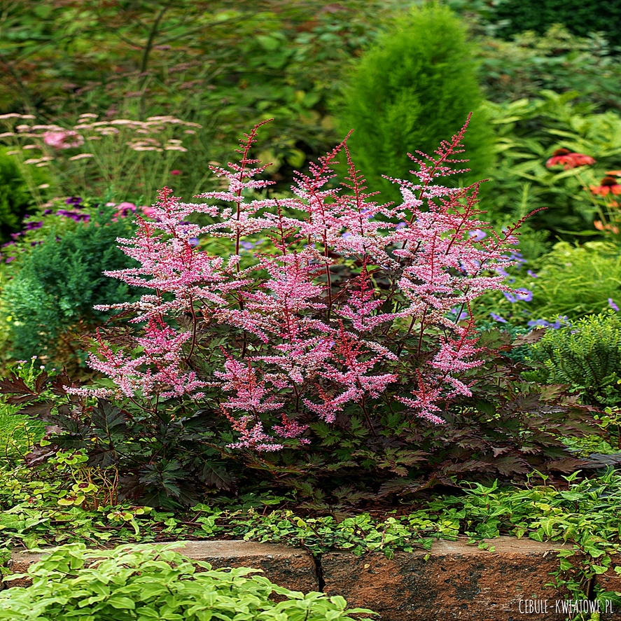Astilbe Tawułka Key West 1 szt.