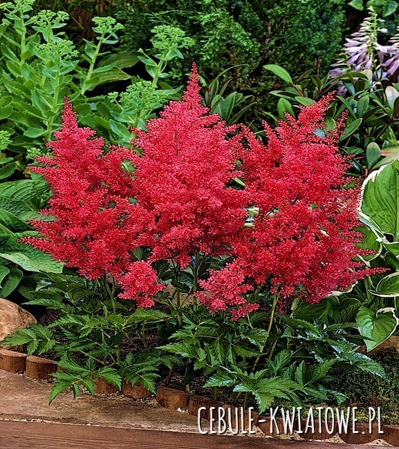 Astilbe Tawułka Glut 1 szt.