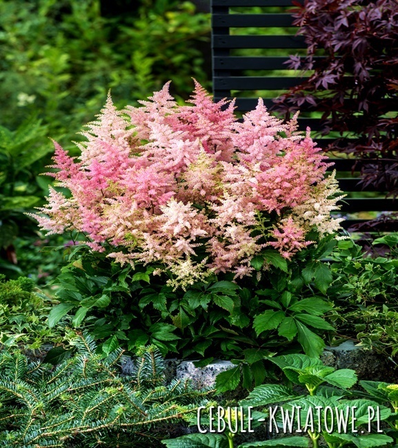 Astilbe Tawułka Europa 1 szt.