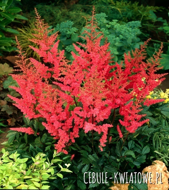 Astilbe Tawułka Granat 1 szt.