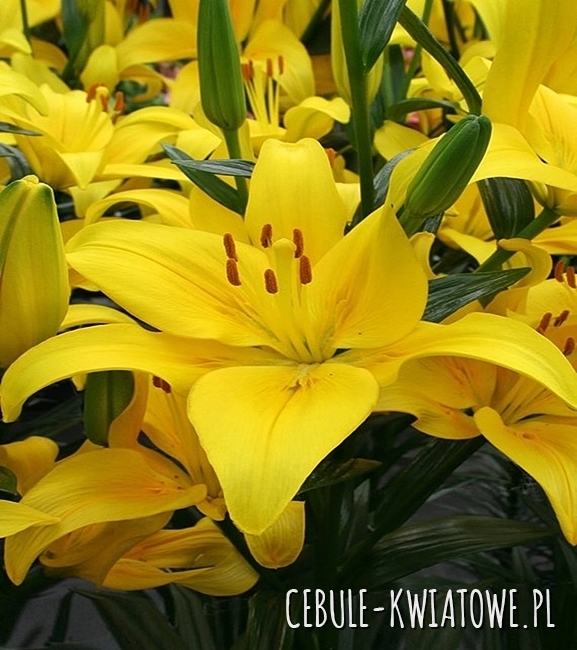 Lilia azjatycka Yellow County 1 szt.