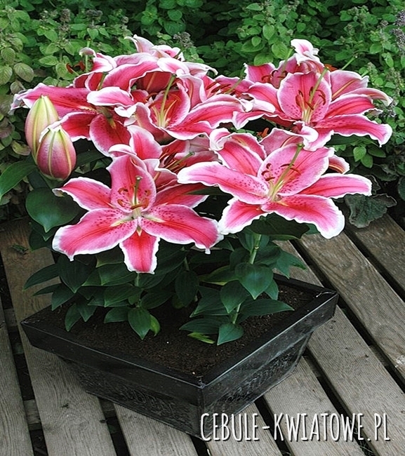 Lilia orientalna niska Little Marble 1 szt.