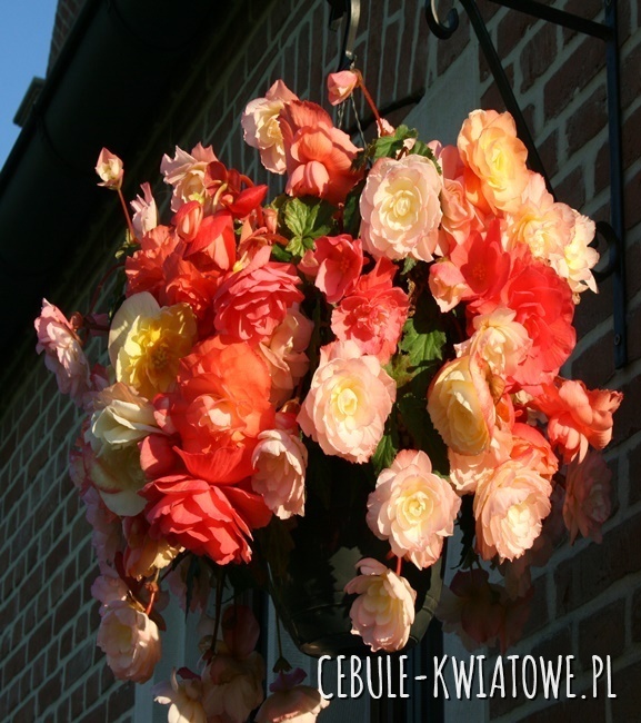 Begonia Dwukolorowa Aromantics Hanging And Upright 1 szt.