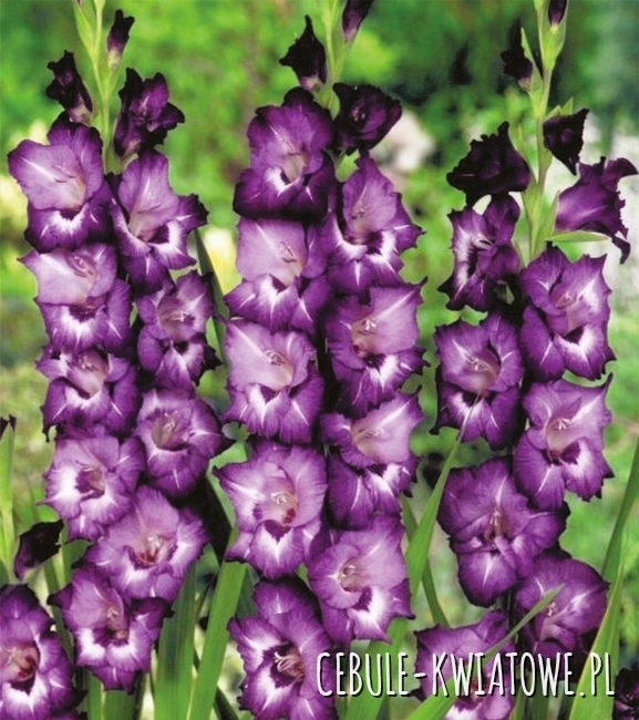 Gladiolus Mieczyk Wielkokwiatowy Volbeat 5 szt.