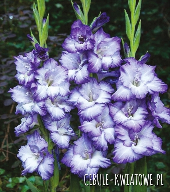 Gladiolus Mieczyk Wielkokwiatowy Blue Storm 5 szt.