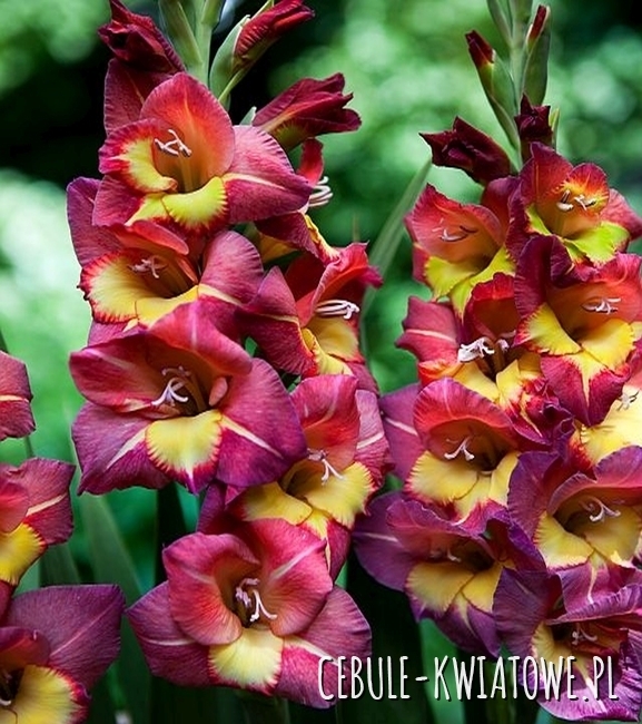 Gladiolus Mieczyk Wielkokwiatowy Michelle 5 szt.