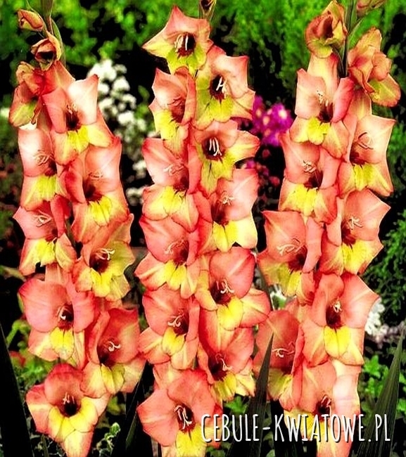 Gladiolus Mieczyk Wielkokwiatowy Sabor 5 szt.