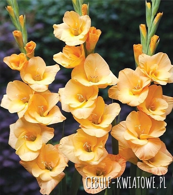 Gladiolus Mieczyk Wielkokwiatowy Peach Melba 5 szt.