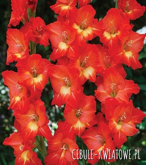 Gladiolus Mieczyk Wielkokwiatowy Bunga 5 szt.
