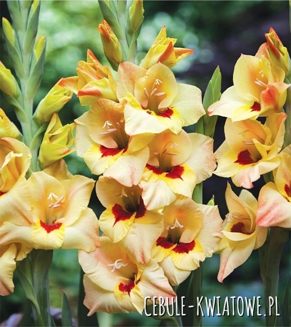 Gladiolus Mieczyk Wielkokwiatowy Louise 5 szt.