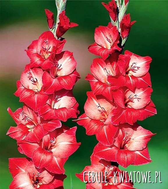 Gladiolus Mieczyk Wielkokwiatowy Indian Summer 5 szt.