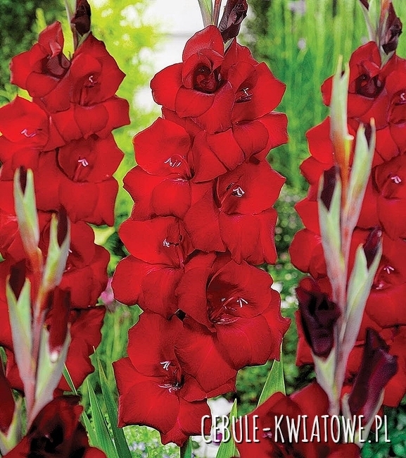 Gladiolus Mieczyk Wielkokwiatowy Fat Boy 5 szt.